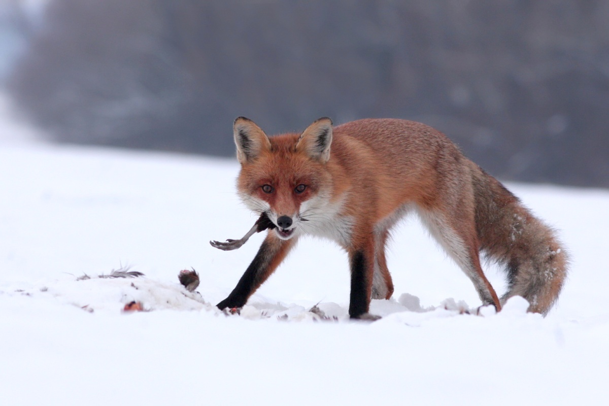 Líška obyčajná (Vulpes vulpes) (Martin Šabík)